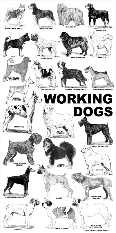 Breed Posters - Working Dogs (18" x 36")